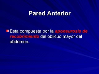Pared Anterior Esta compuesta por la  aponeurosis de recubrimiento  del oblicuo mayor del abdomen. 