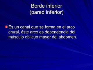 Borde inferior (pared inferior) Es un canal que se forma en el arco crural, éste arco es dependencia del músculo oblicuo mayor del abdomen.  