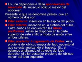 Es una dependencia de la  aponeurosis de inserción  del músculo oblicuo mayor del abdomen. Presenta lo que se denomina pilares, que en número de dos son: Pilar externo : inserción en la espina del púbis. Pilar interno : inserción en la sínfisis del púbis. Entre ambos se encuentran las  fibras arciformes , éstas se disponen en la parte superior de este anillo a modo de unión entre ambos pilares. Pilar posterior ó Ligamento de Colles : éste proviene del oblicuo mayor del lado opuesto al que se este analizando el trayecto. Ej.: si estamos analizando el trayecto del lado derecho, el pilar posterior proviene del oblicuo mayor del lado izquierdo. 