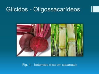 Glícidos - Oligossacarídeos
Fig. 4 – beterraba (rica em sacarose)
 