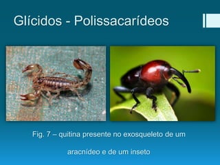 Glícidos - Polissacarídeos
Fig. 7 – quitina presente no exosqueleto de um
aracnídeo e de um inseto
 