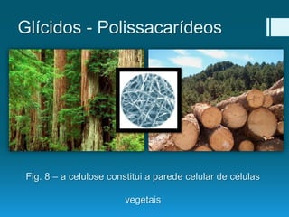 Glícidos - Polissacarídeos
Fig. 8 – a celulose constitui a parede celular de células
vegetais
 