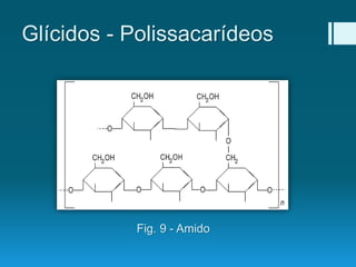 Glícidos - Polissacarídeos
Fig. 9 - Amido
 
