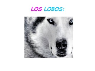 LOS LOBOS:
 