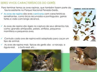 SERES VIVOS CARACTERÍSTICOS DO GERÊS
Para terminar temos as aves rapinas, que também fazem parte da
fauna existente no Parque Nacional Peneda-Gerês.
 As aves de rapina são aves carnívoras com características
semelhantes, como bicos recurvados e pontiagudos, garras
fortes e visão com longo alcance.
 As aves de rapina são ágeis na captura de seus alimentos tais
como: grandes artrópodes, peixes, anfíbios, pequenos
mamíferos e pequenas aves.

 Contudo cada ave de rapina está adaptada para caçar um
tipo de animal.
 As aves de rapina mais típicas do gerês são: a narceja, a
águia-real, o bufo-real, etc…

 