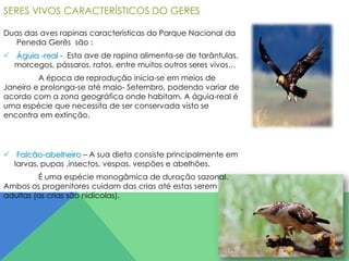 SERES VIVOS CARACTERÍSTICOS DO GERES
Duas das aves rapinas características do Parque Nacional da
Peneda Gerês são :

 Águia -real - Esta ave de rapina alimenta-se de tarântulas,
morcegos, pássaros, ratos, entre muitos outros seres vivos…
A época de reprodução inicia-se em meios de
Janeiro e prolonga-se até maio- Setembro, podendo variar de
acordo com a zona geográfica onde habitam. A águia-real é
uma espécie que necessita de ser conservada visto se
encontra em extinção.

 Falcão-abelheiro – A sua dieta consiste principalmente em
larvas, pupas ,insectos, vespas, vespões e abelhões.

É uma espécie monogâmica de duração sazonal.
Ambos os progenitores cuidam das crias até estas serem
adultas (as crias são nidícolas).

 