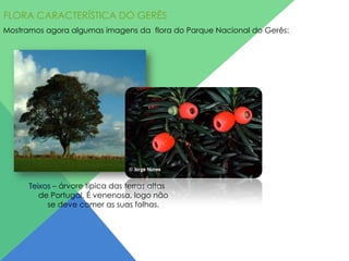 FLORA CARACTERÍSTICA DO GERÊS
Mostramos agora algumas imagens da flora do Parque Nacional do Gerês:

Teixos – árvore típica das terras altas
de Portugal. É venenosa, logo não
se deve comer as suas folhas.

 