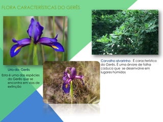 FLORA CARACTERÍSTICAS DO GERÊS

Lírio-do- Gerês
Esta é uma das espécies
do Gerês que se
encontra em vias de
extinção

Carvalho alvarinho- É característico
do Gerês. É uma árvore de folha
caduca que se desenvolve em
lugares húmidos

 