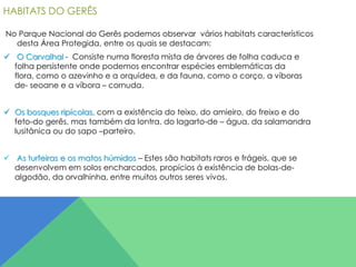 HABITATS DO GERÊS
No Parque Nacional do Gerês podemos observar vários habitats característicos
desta Área Protegida, entre os quais se destacam:

 O Carvalhal - Consiste numa floresta mista de árvores de folha caduca e
folha persistente onde podemos encontrar espécies emblemáticas da
flora, como o azevinho e a orquídea, e da fauna, como o corço, a víboras
de- seoane e a víbora – cornuda.
 Os bosques ripícolas, com a existência do teixo, do amieiro, do freixo e do
feto-do gerês, mas também da lontra, do lagarto-de – água, da salamandra
lusitânica ou do sapo –parteiro.
 As turfeiras e os matos húmidos – Estes são habitats raros e frágeis, que se
desenvolvem em solos encharcados, propícios á existência de bolas-dealgodão, da orvalhinha, entre muitos outros seres vivos.

 