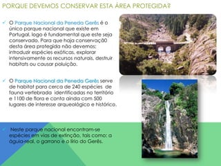PORQUE DEVEMOS CONSERVAR ESTA ÁREA PROTEGIDA?
 O Parque Nacional da Peneda Gerês é o
único parque nacional que existe em
Portugal, logo é fundamental que este seja
conservado. Para que haja conservaçã0
desta área protegida não devemos:
introduzir espécies exóticas, explorar
intensivamente os recursos naturais, destruir
habitats ou causar poluição.
 O Parque Nacional da Peneda Gerês serve
de habitat para cerca de 240 espécies de
fauna vertebrada identificadas no território
e 1100 de flora e conta ainda com 500
lugares de interesse arqueológico e histórico.

 Neste parque nacional encontram-se
espécies em vias de extinção, tais como: a
águia-real, o garrano e o lírio do Gerês.

 