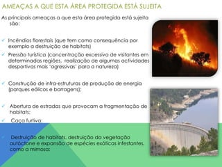 AMEAÇAS A QUE ESTA ÁREA PROTEGIDA ESTÁ SUJEITA
As principais ameaças a que esta área protegida está sujeita
são:
 Incêndios florestais (que tem como consequência por
exemplo a destruição de habitats)

 Pressão turística (concentração excessiva de visitantes em
determinadas regiões, realização de algumas actividades
desportivas mais ‘agressivas’ para a natureza)
 Construção de infra-estruturas de produção de energia
(parques eólicos e barragens);
 Abertura de estradas que provocam a fragmentação de
habitats;


Caça furtiva;



Destruição de habitats, destruição da vegetação
autóctone e expansão de espécies exóticas infestantes,
como a mimosa:

 