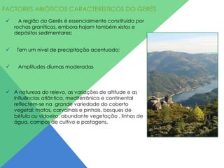 FACTORES ABIÓTICOS CARACTERÍSTICOS DO GERÊS


A região do Gerês é essencialmente constituída por
rochas graníticas, embora hajam também xistos e
depósitos sedimentares;



Tem um nível de precipitação acentuado;



Amplitudes diurnas moderadas

 A natureza do relevo, as variações de altitude e as
influências atlântica, mediterrânica e continental
reflectem-se na grande variedade do coberto
vegetal: matos, carvalhais e pinhais, bosques de
bétula ou vidoeiro, abundante vegetação , linhas de
água, campos de cultivo e pastagens.

 