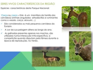 SERES VIVOS CARACTERÍSTICOS DA REGIÃO
Espécies características deste Parque Nacional:
Corça ou corço – Este é um mamífero da família dos
cervídeos( animais angulados artiodáctilos e ruminantes
como o veado, corça, alce,etc…)
 São considerados os mais pequenos cervídeos da
Europa.


A cor da sua pelagem altera ao longo do ano.



As galhadas presentes apenas nos machos, são
utilizadas numa interacção intra-específica, a
competição quando disputam pela fêmea durante a
época de reprodução, no Verão.

 