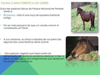 FAUNA CARACTERÍSTICA DO GERÊS

Outra das espécies típicas do Parque Nacional da Peneda
Gerês é:

 O Garrano – Esta é uma raça de equídeos bastante
antiga.

 Por ser mais pequeno do que um cavalo comum é
considerado um Pónei.

 A cor castanha, as crinas e rabadas de cor preta são
algumas das características deste animal.

 - Das espécies vegetais que fazem parte da
alimentação dos Garranos podemos destacar: o tojo, a
giesta, a carqueja, a silva e leguminosas que aparecem
nos pastos das montanhas.

 