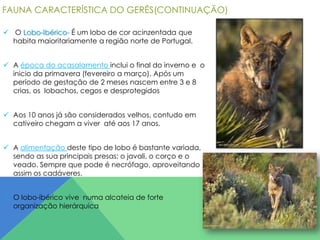 FAUNA CARACTERÍSTICA DO GERÊS(CONTINUAÇÃO)
 O Lobo-Ibérico- É um lobo de cor acinzentada que
habita maioritariamente a região norte de Portugal.
 A época do acasalamento inclui o final do inverno e o
inicio da primavera (fevereiro a março). Após um
período de gestação de 2 meses nascem entre 3 e 8
crias, os lobachos, cegos e desprotegidos
 Aos 10 anos já são considerados velhos, contudo em
cativeiro chegam a viver até aos 17 anos.
 A alimentação deste tipo de lobo é bastante variada,
sendo as sua principais presas: o javali, o corço e o
veado. Sempre que pode é necrófago, aproveitando
assim os cadáveres.
 O lobo-ibérico vive numa alcateia de forte
organização hierárquica

 