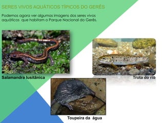 SERES VIVOS AQUÁTICOS TÍPICOS DO GERÊS
Podemos agora ver algumas imagens dos seres vivos
aquáticos que habitam o Parque Nacional do Gerês.

Salamandra lusitânica

Truta do rio

Toupeira da água

 