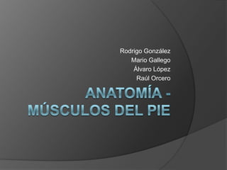 Anatomía - Músculos del Pie,[object Object],Rodrigo González,[object Object],Mario Gallego,[object Object],Álvaro López,[object Object],Raúl Orcero,[object Object]