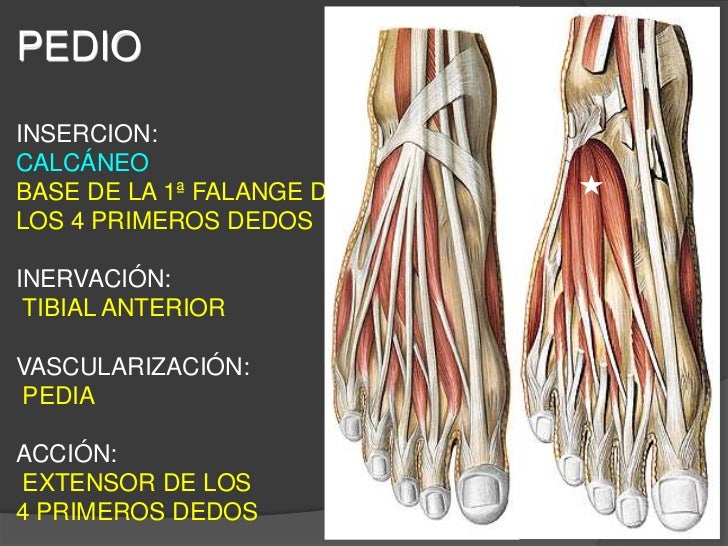 anatomía: músculos del pie