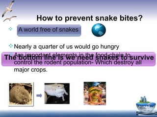 How to prevent snake bites?
 A world free of snakes
Nearly a quarter of us would go hungry
Are important elements in the food chain to
control the rodent population- Which destroy all
major crops.
The bottom line is we need snakes to survive
 