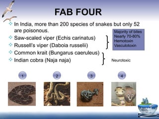 FAB FOUR
 In India, more than 200 species of snakes but only 52
are poisonous.
 Saw-scaled viper (Echis carinatus)
 Russell’s viper (Daboia russelii)
 Common krait (Bungarus caeruleus)
 Indian cobra (Naja naja)
Majority of bites
Nearly 70-80%
Hemotoxin
Vasculotoxin
Neurotoxic
1 2 43
 