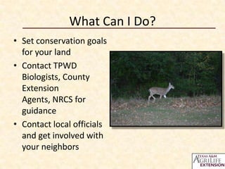 What Can I Do?
• Set conservation goals
for your land
• Contact TPWD
Biologists, County
Extension
Agents, NRCS for
guidance
• Contact local officials
and get involved with
your neighbors

 