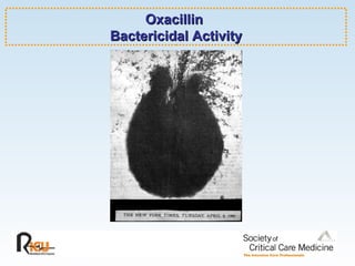 Oxacillin  Bactericidal Activity 