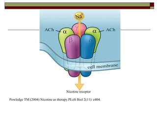 Nicotine receptor Nicotine receptor Powledge TM (2004) Nicotine as therapy.PLoS Biol 2(11): e404. Nicotine receptor 