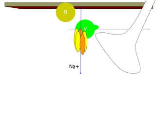 N V Na+ 