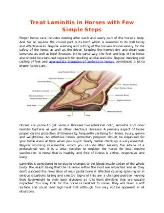 Treat Laminitis in Horses with Few
Simple Steps
Proper horse care includes looking after each and every part of the horse's body.
And, for an equine, the crucial part is its hoof, which is essential to its well being
and effectiveness. Regular washing and cutting of the hooves are necessary for the
safety of the horse as well as the driver. Keeping the hooves dry and clean stop
lameness as well as hoof illnesses. In the same way, the feet and legs of the horse
also should be examined regularly for swelling and lacerations. Regular washing and
cutting of feet and appropriate therapies of laminitis in horses contributes a lot to
proper horse care.
Horses are prone to get various illnesses like intestinal colic, laminitis and inner
harmful bacteria as well as other infectious illnesses. A primary aspect of horse
proper care is protection of illnesses by frequently verifying for illness, injury, germs
and weight-loss. An effective illness protection program should be organized for
your horse even at time when you buy it. Yearly dental check up is very essential.
Regular worming is essential, which you can do after seeking the advice of a
professional vet. It is a wise decision to register the horse for local equine
vaccination. A horse that is healthy and free of illness is active, responsive and
lively.
Laminitis is considered to be due to changes to the blood insulin action of the whole
body. The result being that the laminae within the hoof are impacted and as they
don't succeed the revocation of your pedal bone is affected causing spinning or in
serious situations falling and creator. Signs of this are a changed position moving
their bodyweight to their back divisions as it is front divisions that are usually
impacted. You may look for the horse is hesitant to move, they will favor a soft
surface and could land high heel first although this may not be apparent in all
situations.
 
