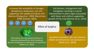 Increases the availability of nitrogen,
phosphorus, potassium, zinc and
suppresses the uptake of sodium and
chlorine (Zhang et al., 1999; Marschner,
1999; Scherer, 2001)
Cell division, enlargement and
elongation resulting in overall
improvement in plant organ associated
with faster and uniform vegetative
growth of the crop (Noman et al., 2015)
Chloroplast and chlorophyll synthesis (It
improves photosynthesis which produces
glucose and glucose is required for oil synthesis)
(Patel et al., 2019)
Synthesis of protein, oils and vitamins
(biotin and thiamine) and coenzyme A.
(Patel et al., 2019)
Effect of Sulphur
+N +P +K
+Z
n
 