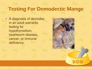 demodectic mange cure