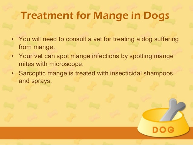 how to cure mange in dogs treatment for mange in dogs how to cure mange in dogs treatment for mange in dogs
