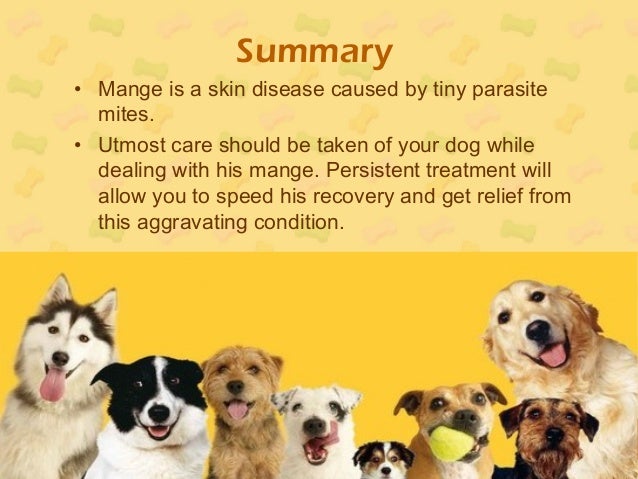 Types of Mange in Dogs: Treatment and Essential Oil for ...