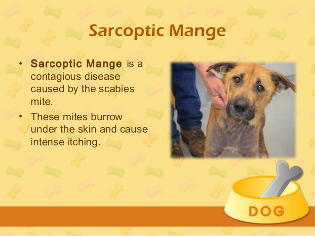 mange in dogs treatment treatment for mange in dogs mange in dogs treatment treatment for mange in dogs