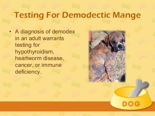 Treatment for mange in dogs