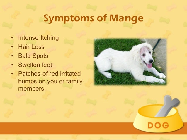 medicine for hair fall in dogs