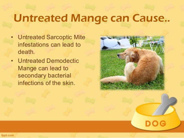 Mad About Pets!: Demodectic Mange: The 4 Most Important ...
