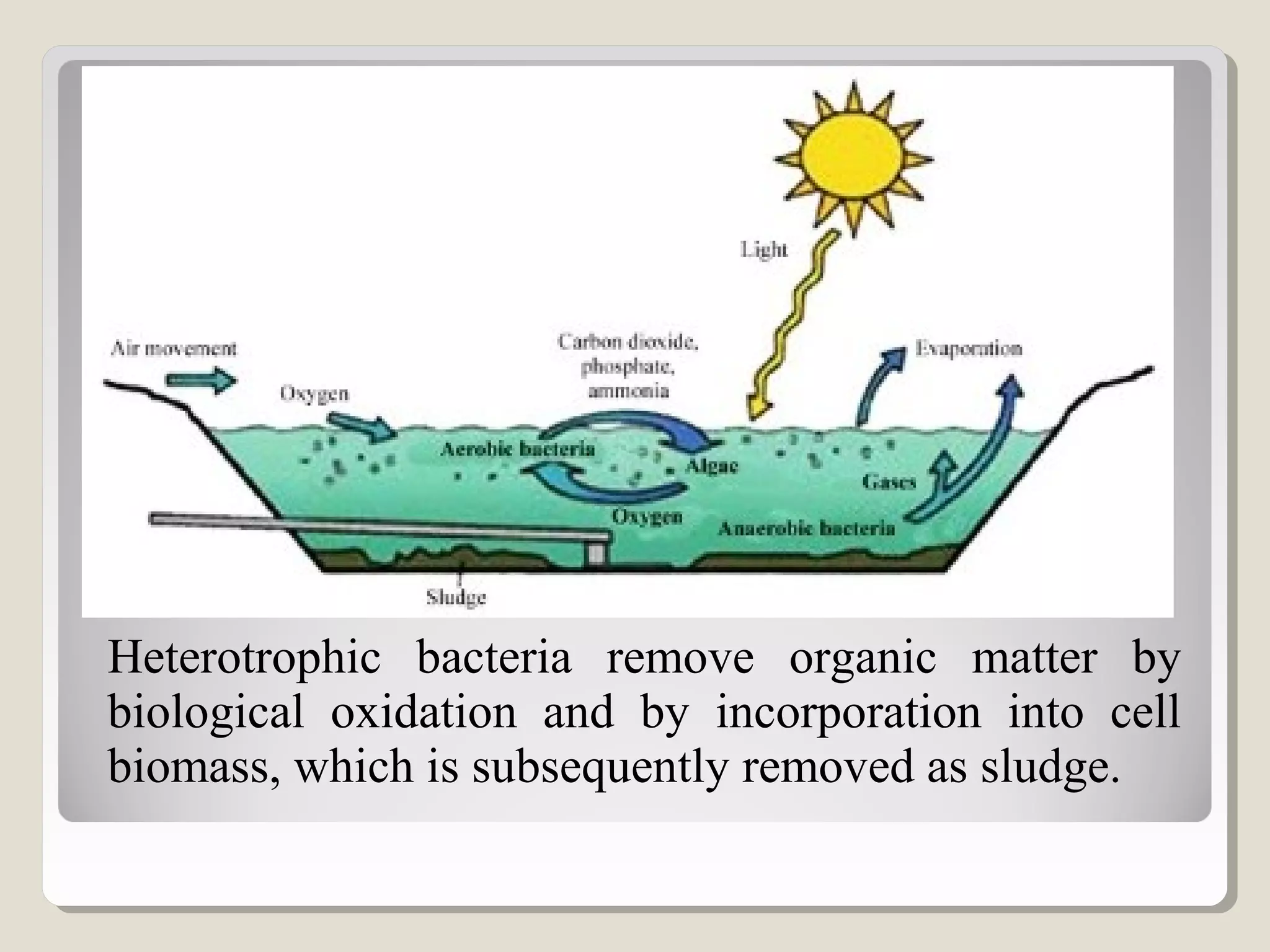 Heterotrophic bacteria remove organic matter by
biological oxidation and by incorporation into cell
biomass, which is subsequently removed as sludge.
 