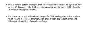 • DHT is a more potent androgen than testosterone because of its higher affinity
for the AR. Moreover, the DHT-receptor complex may be more stable than the
testosterone receptor complex.
• The hormone receptor then binds to specific DNA binding sites in the nucleus,
which results in increased transcription of androgen-dependent genes and
ultimately stimulation of protein synthesis .
 