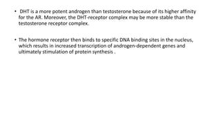 • DHT is a more potent androgen than testosterone because of its higher affinity
for the AR. Moreover, the DHT-receptor co...