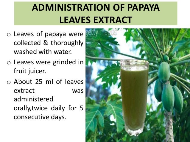 Image result for papaya juice for dengue