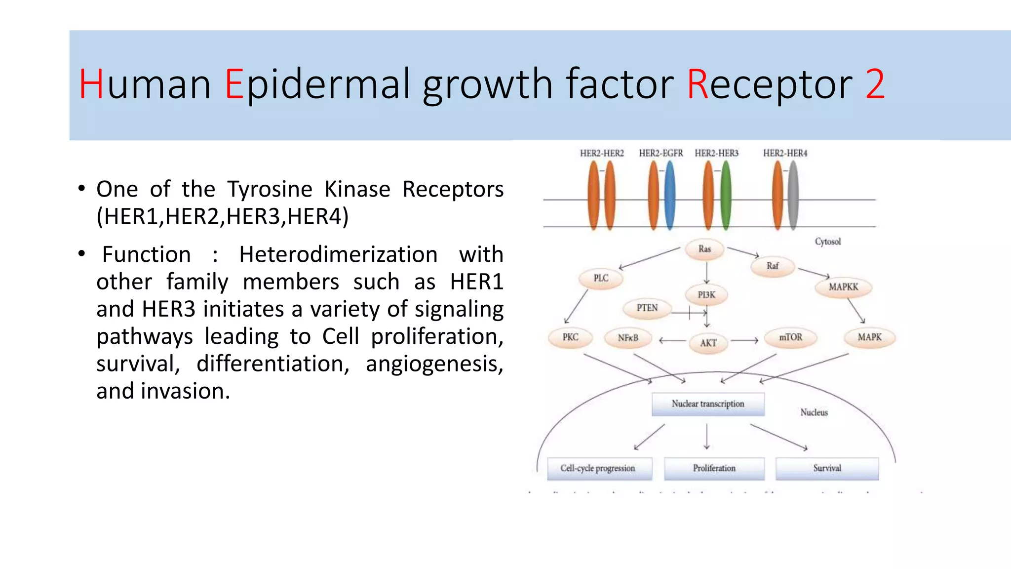 Treatment of her2 positive breast cancer | PPTX