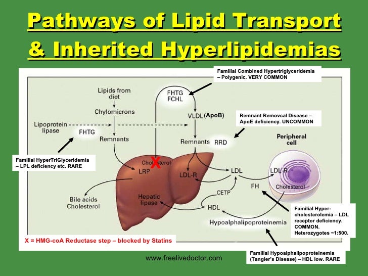 Treatment of hyperlipidaemia