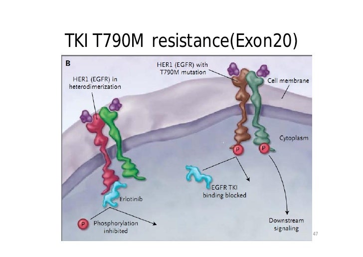 Treatment of NonSmallCell Lung Cancer with Erlotinib or