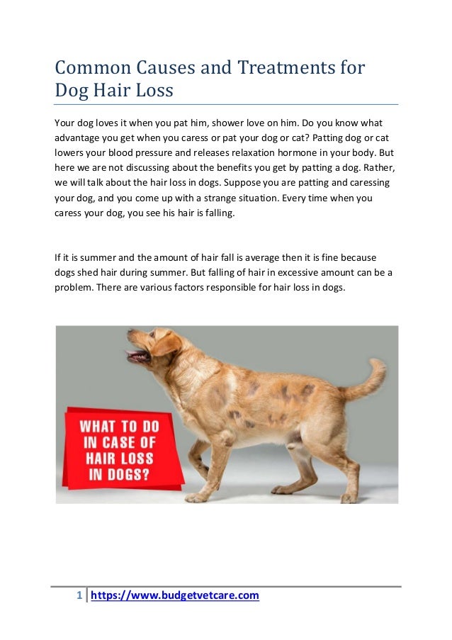 Common Causes And Treatments For Dog Hair Loss