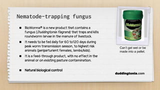 Nematode-trapping fungus
 BioWorma® is a new product that contains a
fungus (Duddingtonia flagrans) that traps and kills
roundworm larvae in the manure of livestock.
 It needs to be fed daily for 60 to120 days during
peak worm transmission season, to highest risk
animals (periparturient females, lambs/kids).
 It is a feed-through product, with no effect in the
animal or on existing pasture contamination.
 Natural biological control
duddingtonia.com
Can’t get wet or be
made into a pellet.
 
