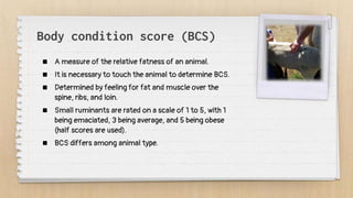 Body condition score (BCS)
 A measure of the relative fatness of an animal.
 It is necessary to touch the animal to determine BCS.
 Determined by feeling for fat and muscle over the
spine, ribs, and loin.
 Small ruminants are rated on a scale of 1 to 5, with 1
being emaciated, 3 being average, and 5 being obese
(half scores are used).
 BCS differs among animal type.
 