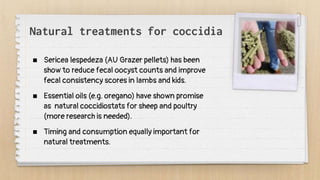 Natural treatments for coccidia
 Sericea lespedeza (AU Grazer pellets) has been
show to reduce fecal oocyst counts and improve
fecal consistency scores in lambs and kids.
 Essential oils (e.g. oregano) have shown promise
as natural coccidiostats for sheep and poultry
(more research is needed).
 Timing and consumption equally important for
natural treatments.
 