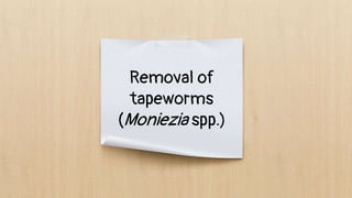 Removal of
tapeworms
(Moniezia spp.)
 