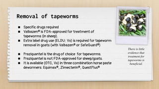 Removal of tapeworms
 Specific drugs required
 Valbazen® is FDA-approved for treatment of
tapeworms (in sheep).
 Extra label drug use (ELDU; Vx) is required for tapeworm
removal in goats (with Valbazen® or SafeGuard®)
 Praziquantel is the drug of choice for tapeworms.
 Praziquantel is not FDA-approved for sheep/goats.
 It is available (OTC, Vx) in three combination horse paste
dewormers: Equimax®, Zimecterin®, QuestPlus®
There is little
evidence that
treatment for
tapeworms is
beneficial.
 